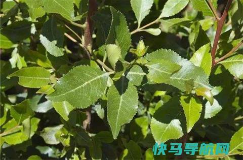 唯一吃树叶的国家，把国家吃垮巧茶称为东非